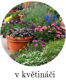 V květin&aacute;či